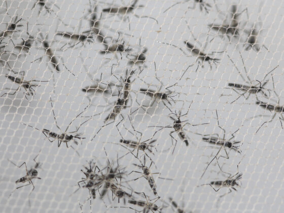 Google quer libertar 32 milhões de mosquitos nos EUA