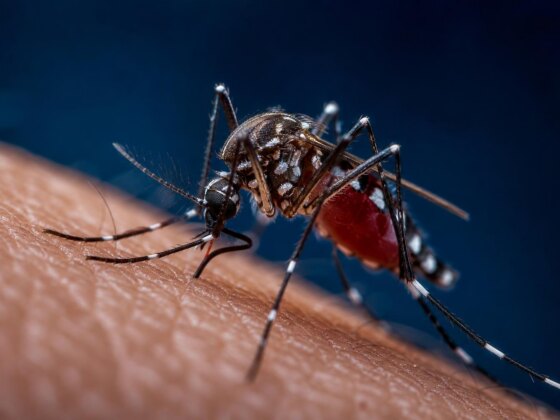 Dengue e chikungunya já são um problema europeu, não só tropical