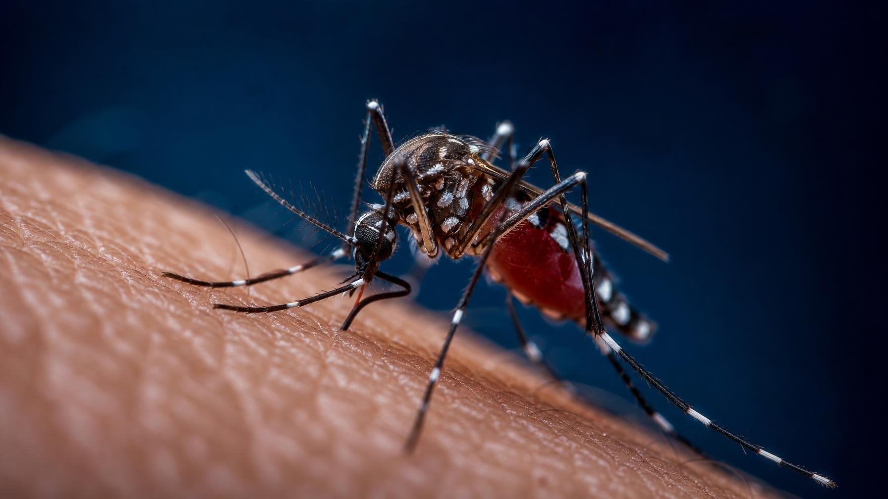 Dengue e chikungunya já são um problema europeu, não só tropical
