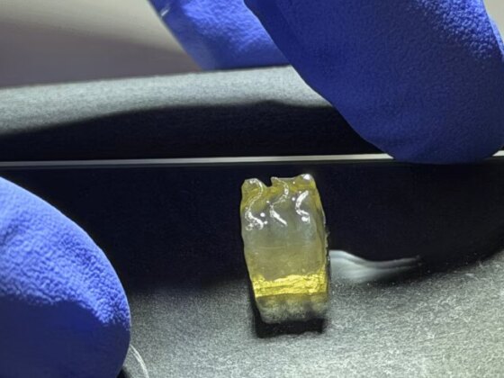 Startup cria tecidos de rim e fígado em órbita através de “bioimpressão”