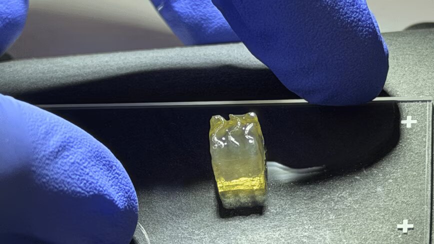 Startup cria tecidos de rim e fígado em órbita através de “bioimpressão”