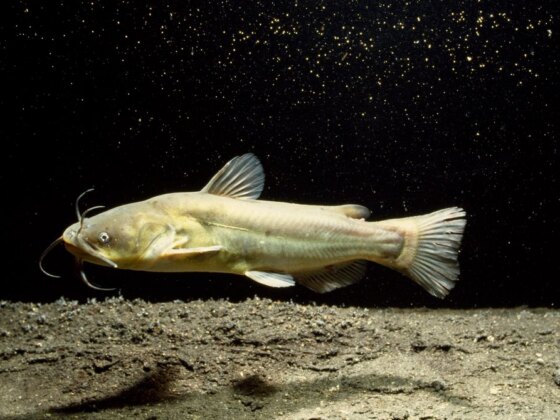 Cancro contagioso em peixe-gato norte-americano intriga cientistas