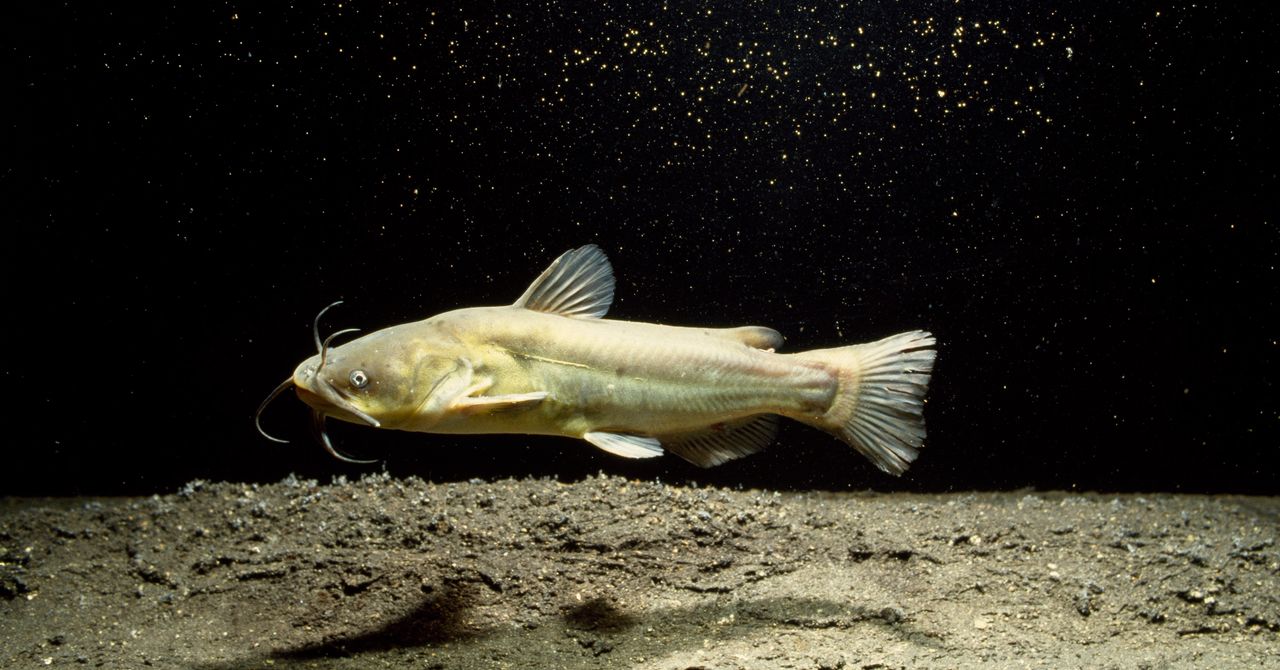 Cancro contagioso em peixe-gato norte-americano intriga cientistas