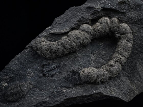 Sim, cocó: como as fezes podem ter acelerado a evolução animal
